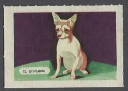 12 Chihuahua